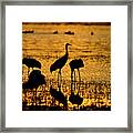 Sunrise At The Crane Pools Framed Print