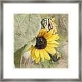 Last Sunflower Framed Print
