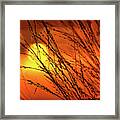 Sunset Breeze Framed Print