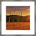 Sunset Field #1 Framed Print