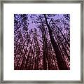 Sunset Forest Framed Print