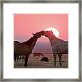 Sunset Horses Framed Print