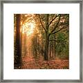 Sunset In The Forest Framed Print