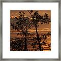 Sunset In The Pine Woods Framed Print