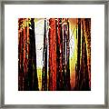 Sunset Over The Old Redwoods . 7d5433 Framed Print