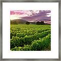 Sunset Over The Vineyard Framed Print