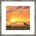 Sunset Prowl Framed Print
