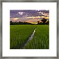 Sunset Rice Fields In Cambodia Framed Print