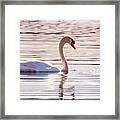 Sunset Swan Framed Print