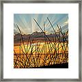 Sunset Thru The Grass Framed Print