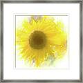 Super Soft Sunflower Framed Print