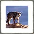 Surveying The Territory Framed Print