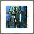 Survivor In The City Framed Print