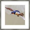 Swallow In Flight Framed Print