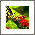 Swallow Tail Framed Print