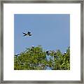 Swallow-tailed Kite Flyover Framed Print