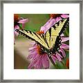 Swallowtail 1 Tn Framed Print