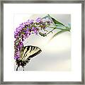 Swallowtail On Purple Flower Framed Print