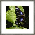 Swallowtail Resting On Green Framed Print