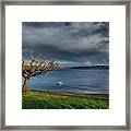 Swan And Tree Framed Print