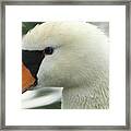 Swan Close-up Framed Print