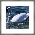 Swan Defined Framed Print