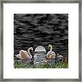 Swan Family Framed Print