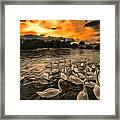 Swan Gloaming Kingston U K Framed Print