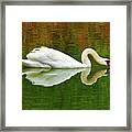 Swan Heart Framed Print
