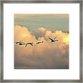 Swan Heaven Framed Print