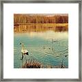 Swan Lake Framed Print