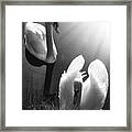 Swan Lake In Winter -  Kingsbury Nature Framed Print