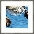 Swan Landing Gear Framed Print