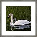 Swan Mother With Cygnet Framed Print