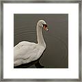 Swan Move Three. Framed Print