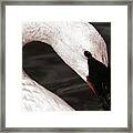 Swan Neck Framed Print