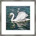 Swan On Lake Geneva Switzerland Framed Print