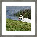 Swan Pair As Photographed Framed Print