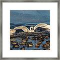 Swan Wings Reach Framed Print
