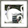 Swans Iii Framed Print