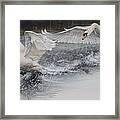 Swans In Dispute Framed Print