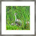 Swans' In Hiding Framed Print