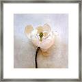 Sweet Bay Magnolia Bloom Framed Print