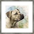Sweet Cane Corso, Italian Mastiff Dog Portrait Framed Print