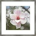 Sweet Magnolia Framed Print