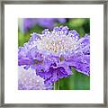 Sweet Petal Framed Print