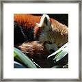 Sweet Sleeping Red Panda Bear Framed Print