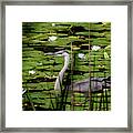 Swimming Among The Waterlilies Framed Print