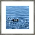 Swimming Duck Framed Print