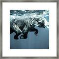 Swimming Elephant Framed Print